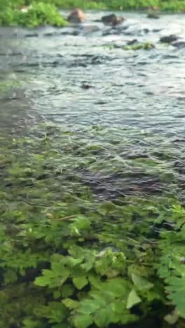 clear stream with lush vegetation