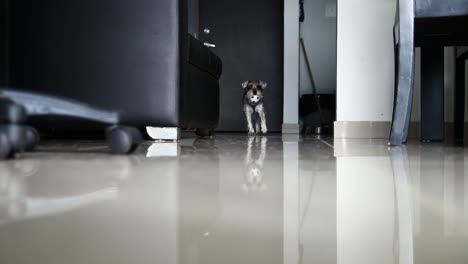 schnauzer playing throw and seek with a small football like ball