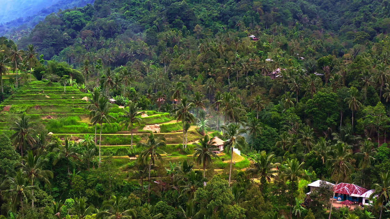 colina agrícola con cultivos en terrazas escalonadas en la selva de palmeras, bali
