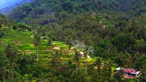 Farming-hill-with-crops-on-stepped-terraces-in-palm-tree-jungle,-Bali