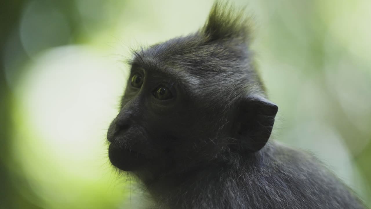 un joven mono mirando a la distancia, un primer plano en la exuberante vegetación de bali