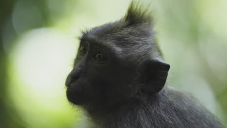 Young-monkey-gazing-into-the-distance,-close-up-shot-in-Bali's-lush-greenery