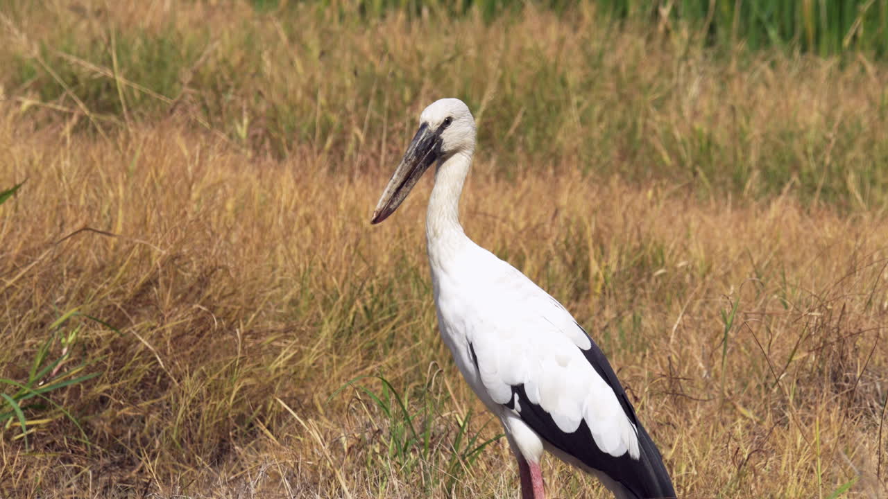 Facing towards the left side of the frame, an open-bill stork moves its head slightly to the right while standing at a marshland in Bangkok, Thailand.