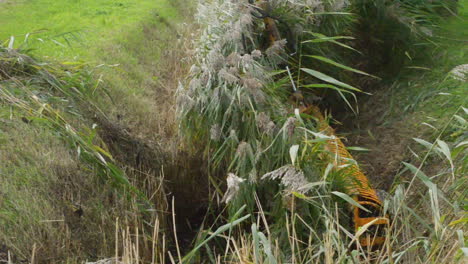 cerca de un esqueleto de cuchara quitando plantas acuáticas de una zanja de drenaje