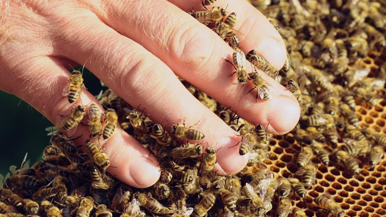 Slow motion. Beekeeper examines bees in honeycombs. Hands of the beekeeper. Bee is close-up.