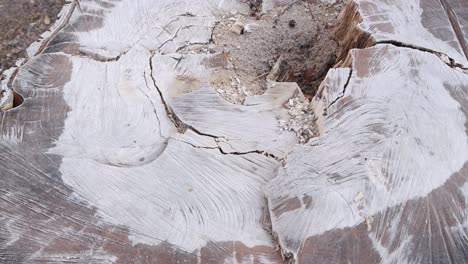 rings on an old tree stump, abstract wooden background