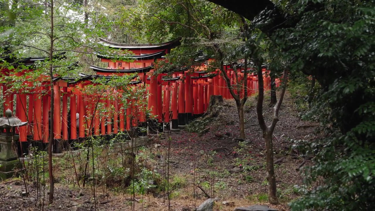 Innumerevoli file di cancelli torii rossi che si snodano attraverso la fitta foresta collinare presso il santuario Fushimi Inari Taisha a Kyoto.