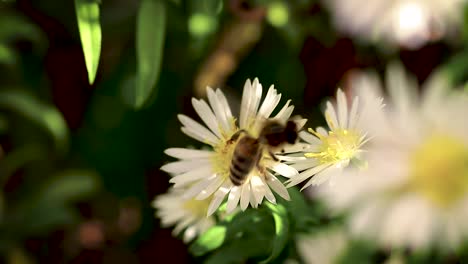 bee on flowers collecting pollen macro closeup-9