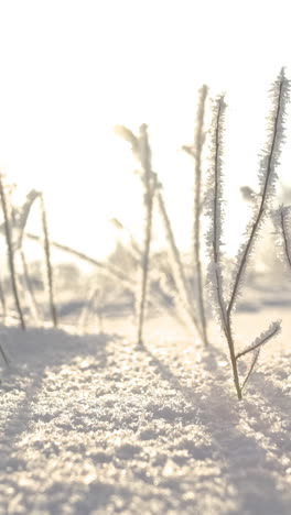 frosted branches in winter sunlight