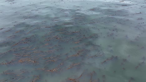 drone view of a kelp forest in the pacific north west