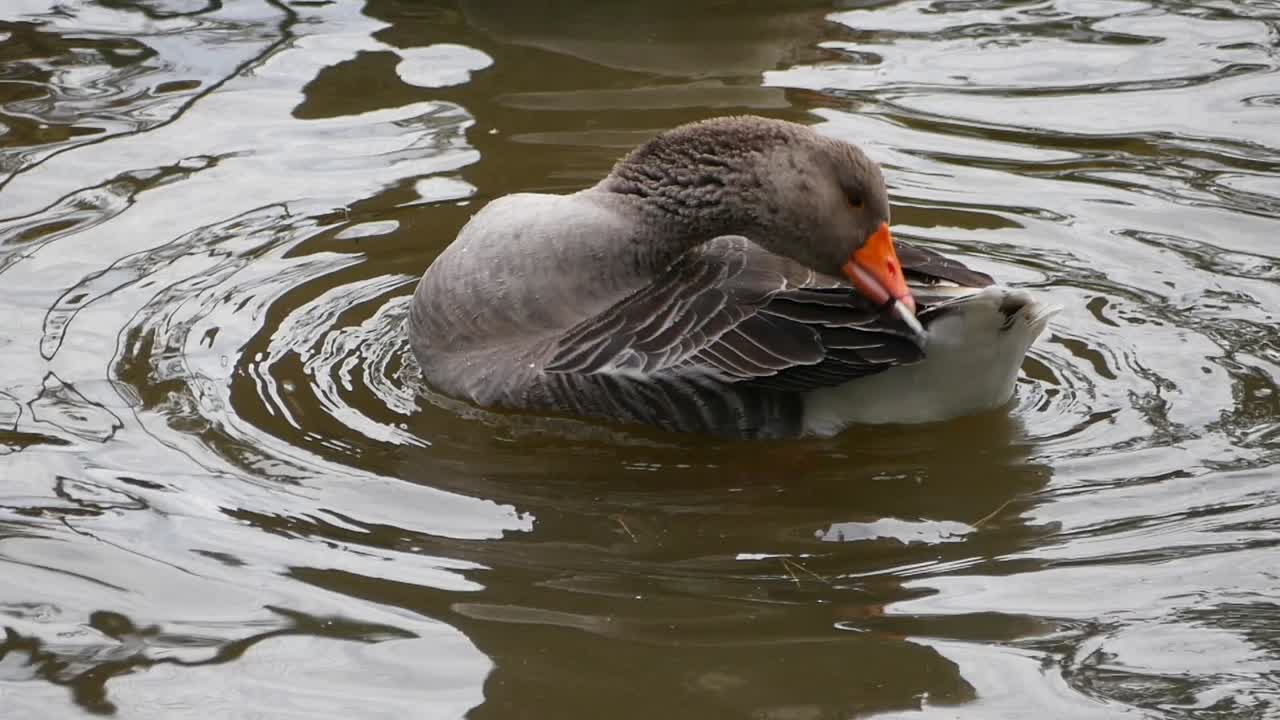 Grey Goose Preening Feathers While Floating in Water