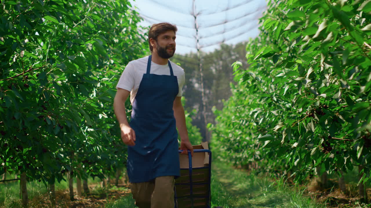 trabajador agrícola transportando cajas con la cosecha en un impresionante jardín soleado sonriendo