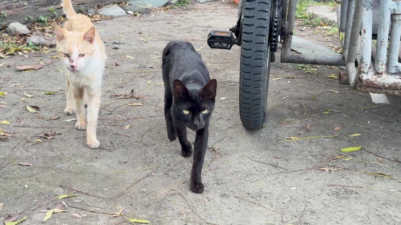 Dois gatos de rua caminham por um caminho de terra perto de um triciclo em Manila, Filipinas