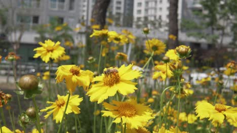 abeja tomando polen de flores coreopsis amarillas a principios del verano en corea en el fondo del apartamento