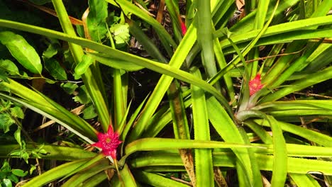 Colourful exotic red pineapples in Vietnamese jungle