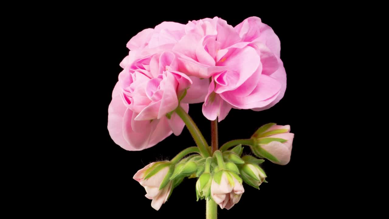 tiempo de apertura rosa flor de geranio pelargonio