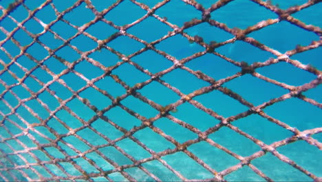 mesh for protecting the sea coast from sea fish