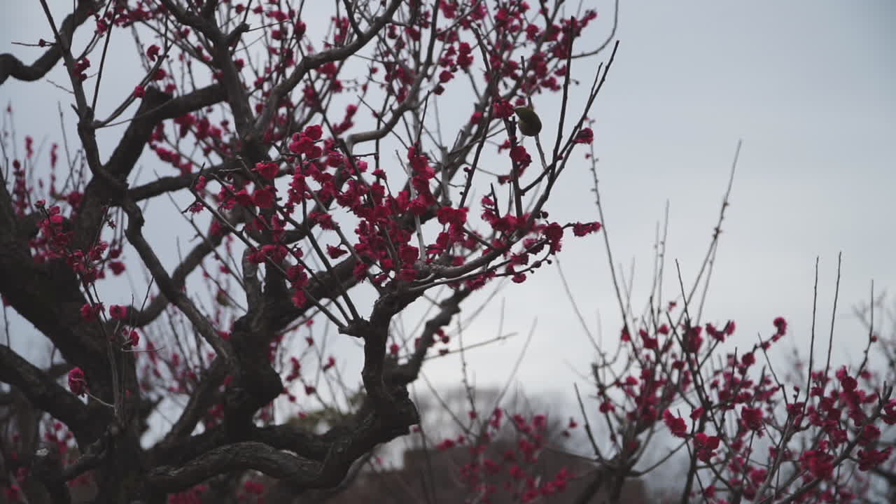 Slow motion. Uccelli che si nutrono dai primi fiori di ciliegio rosa scuro in fiore, o Sakura dell'anno, nella città di Osaka in Giappone e che saltano sugli alberi.