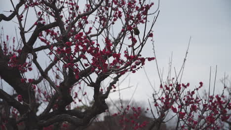 slow motion birds eating from the first dark pink cherry blossom flowers in bloom or sakura of the year in the city of osaka in japan and jumping on the trees