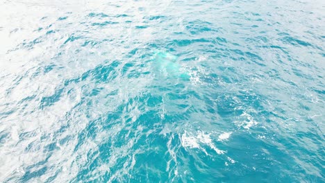 Blue-Seascape-With-Swimming-Humpback-Whales-In-NSW,-Australia---aerial-drone-shot