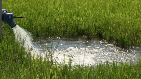 Primer-Plano-De-Un-Grifo-Que-Libera-Agua-En-Los-Campos-De-Arroz,-Para-El-Crecimiento-De-La-Planta-De-Arroz