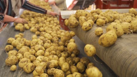 freshly harvested potatoes move on moving conveyor and workers sort and sift potatoes.