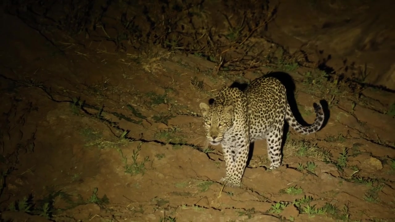 Ein weiblicher Leopard geht durch die Nacht, von einem Scheinwerfer vor der Dunkelheit beleuchtet, Tuli-Region in Botswana