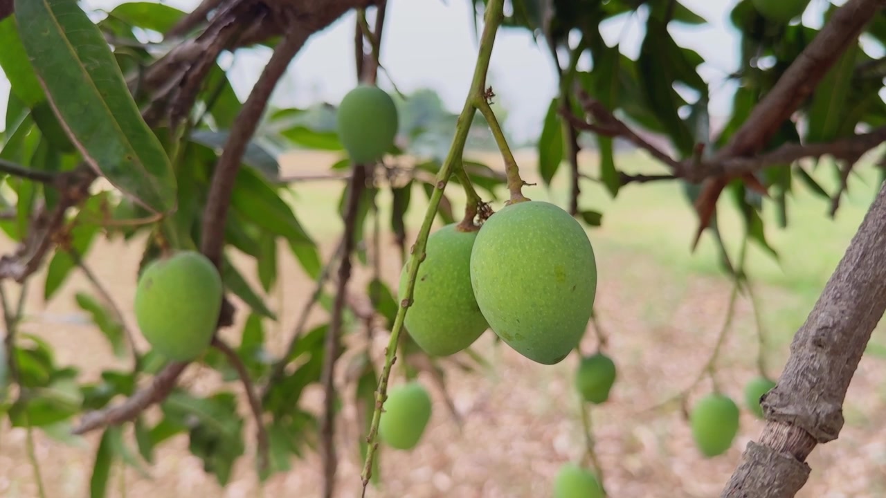 Primo piano dettagliato di manghi freschi e crudi che pendono naturalmente dai rami degli alberi con foglie verdi e morbide e sfondo sfocato di campi agricoli rurali in un'atmosfera calda diurna