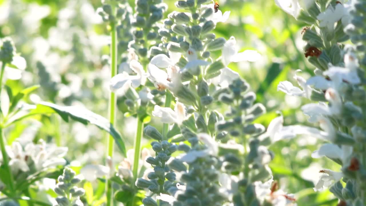 Close-up view of white salvia flowers basking in bright sunlight within a lush garden setting.