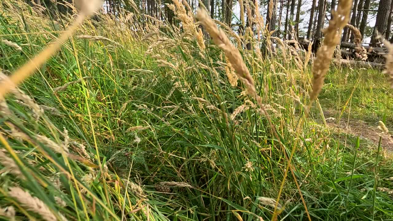 Golden grass sways gently in sunlight, low angle view, pine forest background, serene summer atmosphere