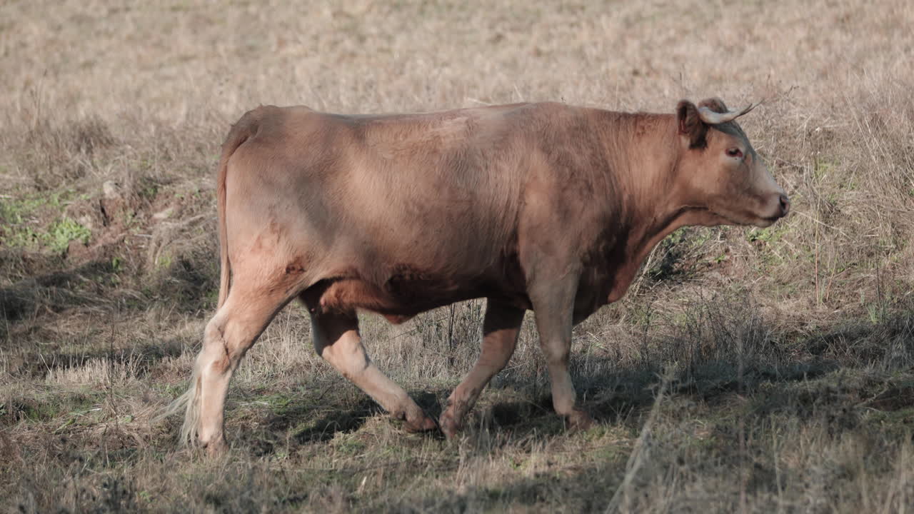 vaca marrón comiendo hierba en el campo en portalegre, alentejo, portugal - plano medio