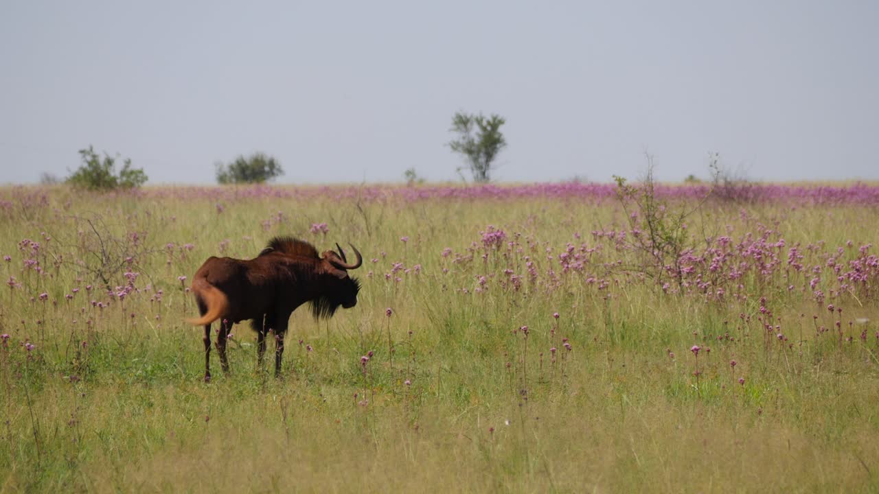 Close up, profile view of isolated Black Wildebeest, Gnu, standing, turns head towards camera