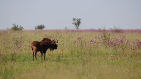 nahaufnahme, profilansicht eines isolierten schwarzen gnus, gnus, stehend, dreht den kopf in richtung kamera