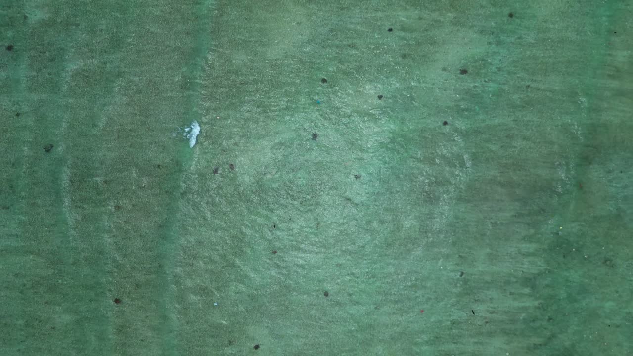 Gruppe havskilpadder som svømmer sammen i klart, grunt havvann over en sandbunn, som representerer marint liv og bevaring. Flott luftfoto med stigende drone