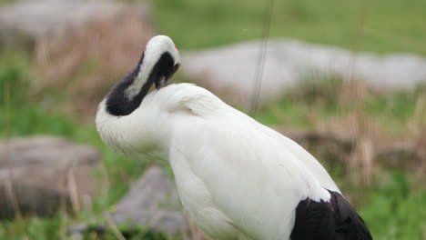 Japanese-Crane-Bird-With-Snow-white-Primary-Feathers