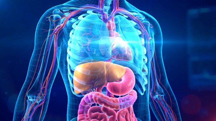 Detailed Medical Scan Revealing Internal Structures Of Human Torso Anatomy