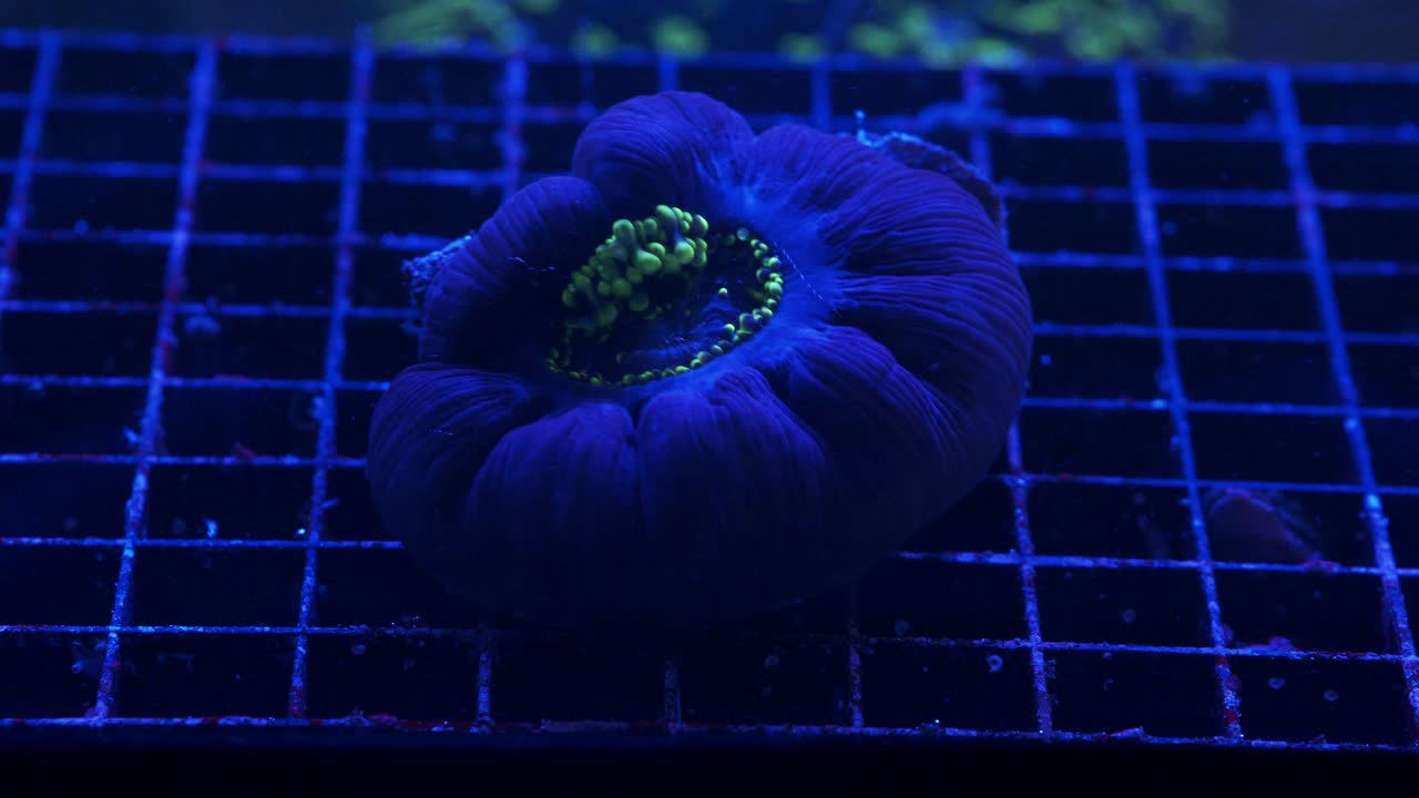 Timelapse close-up of a Hairy Rhodactis mushroom coral with green-tipped polyps feeding and closing under actinic light