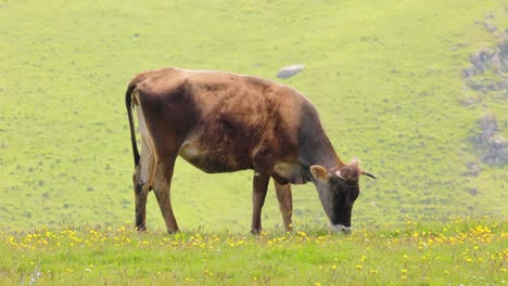 vacas pastando juntas en un campo. vacas corriendo hacia la cámara.