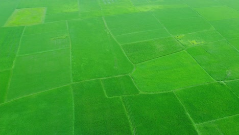 Aerial-view-shot-of-vast-paddy-fields