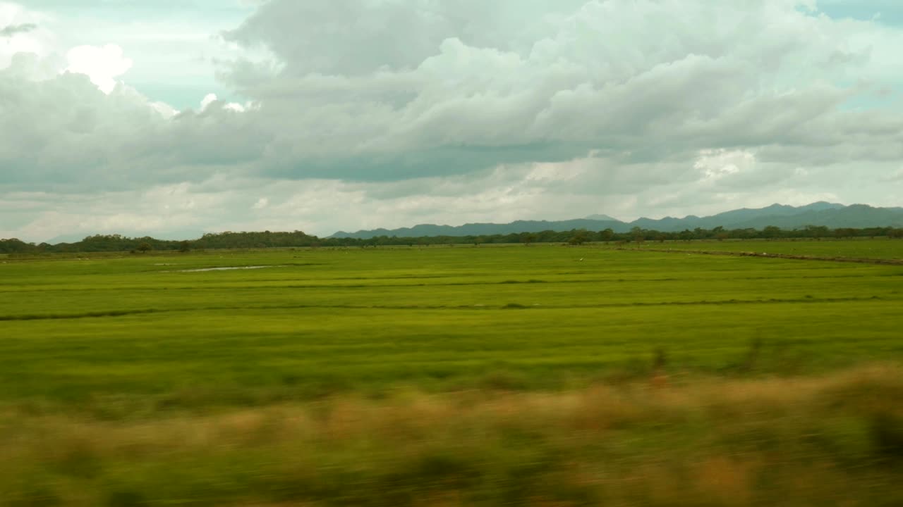 Panning shot of a rice field in Costa Rica
