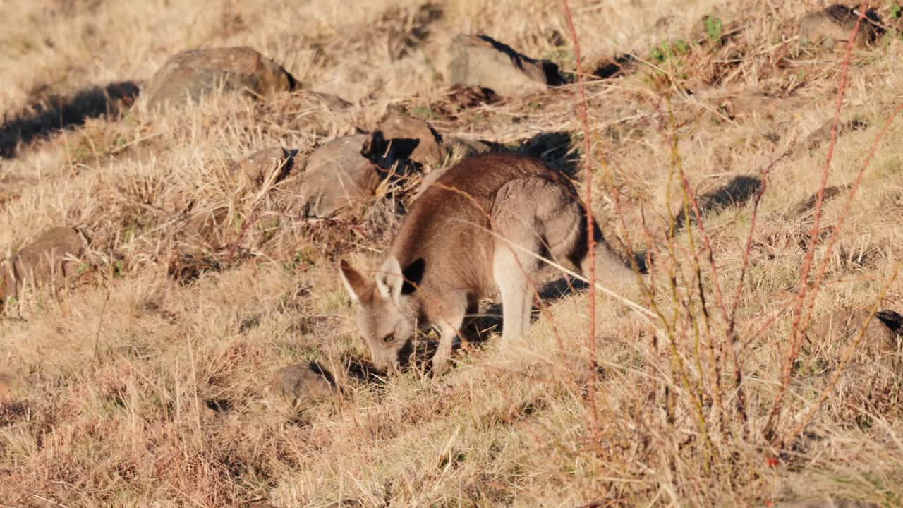 A small kangaroo grazes quietly, pausing to scan the area as warm morning light fills the Canberra field