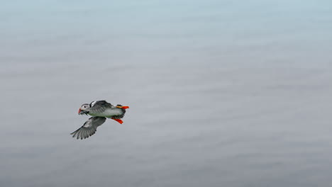 Atlantic Puffin in Flight Carrying Fish