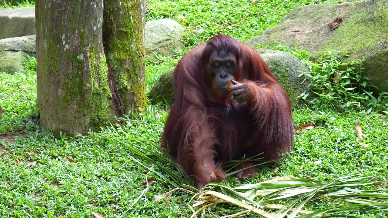 Un orangutan siede a terra, mangiando foglie secche, primo piano.