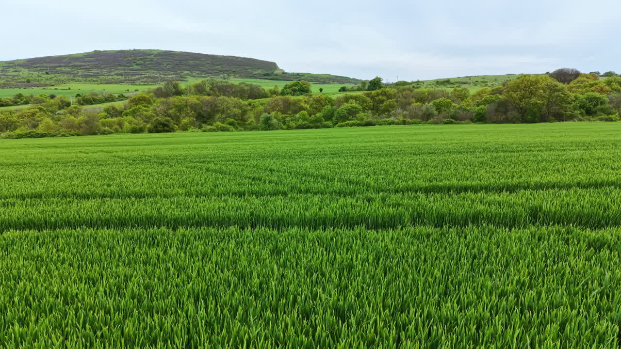 Campo di grano che si estende nel paesaggio con piante verdi sotto un cielo nuvoloso e una collina sullo sfondo durante il giorno