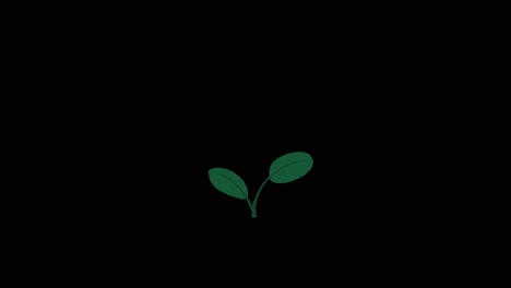 Plant-with-2-leaves-grows-and-germinates-on-black-background-overlay