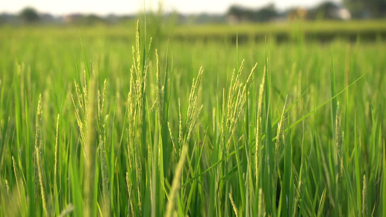 논에서 벼가 자랐다