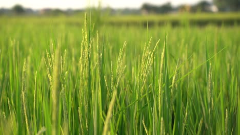 El-Arroz-Ha-Crecido-En-El-Campo