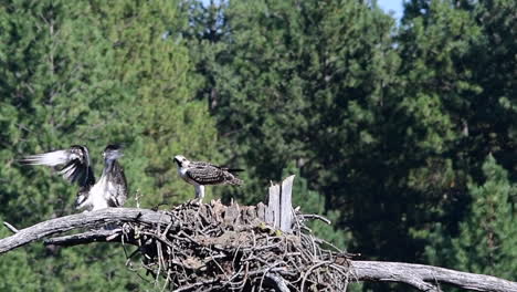 young osprey flies to nest