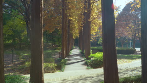 slow push in down metasequoia tree lined path in yangjae park, south korea on sunny day