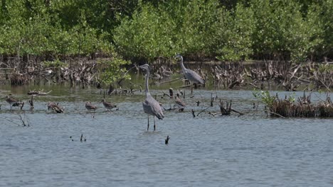 Die-Kamera-Zoomt-Heran,-Während-Beide-Nach-Links-Schauen,-Während-Andere-Vögel-Ruhen,-Sich-Putzen-Und-Fressen,-Graureiher-Ardea-Cinerea